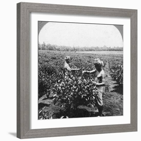 A Tea Plantation, Java, Indonesia, 1902-CH Graves-Framed Photographic Print