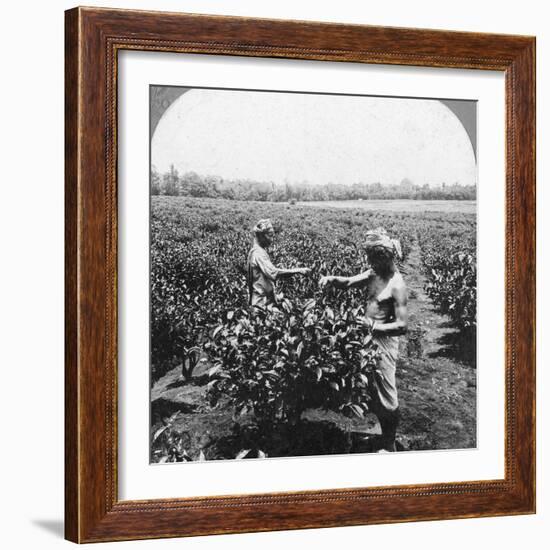 A Tea Plantation, Java, Indonesia, 1902-CH Graves-Framed Photographic Print