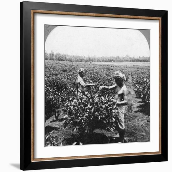 A Tea Plantation, Java, Indonesia, 1902-CH Graves-Framed Photographic Print