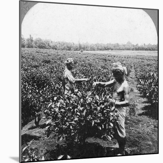 A Tea Plantation, Java, Indonesia, 1902-CH Graves-Mounted Photographic Print