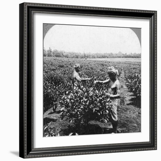 A Tea Plantation, Java, Indonesia, 1902-CH Graves-Framed Photographic Print