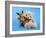 A Teddy Bear With His Arm Around A Tiny Chihuahua-graphicphoto-Framed Photographic Print