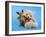 A Teddy Bear With His Arm Around A Tiny Chihuahua-graphicphoto-Framed Photographic Print