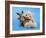 A Teddy Bear With His Arm Around A Tiny Chihuahua-graphicphoto-Framed Photographic Print