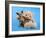 A Teddy Bear With His Arm Around A Tiny Chihuahua-graphicphoto-Framed Photographic Print