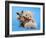 A Teddy Bear With His Arm Around A Tiny Chihuahua-graphicphoto-Framed Photographic Print