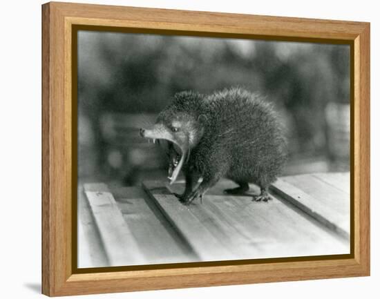 A Tenrec with its Mouth Open, Showing its Wide Gape and Sharp Teeth, London Zoo, 1930 (B/W Photo)-Frederick William Bond-Framed Premier Image Canvas