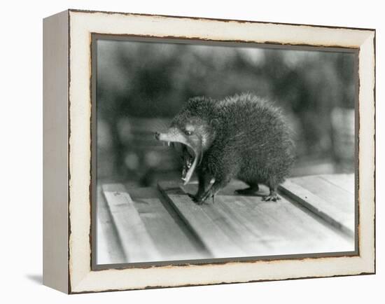 A Tenrec with its Mouth Open, Showing its Wide Gape and Sharp Teeth, London Zoo, 1930 (B/W Photo)-Frederick William Bond-Framed Premier Image Canvas