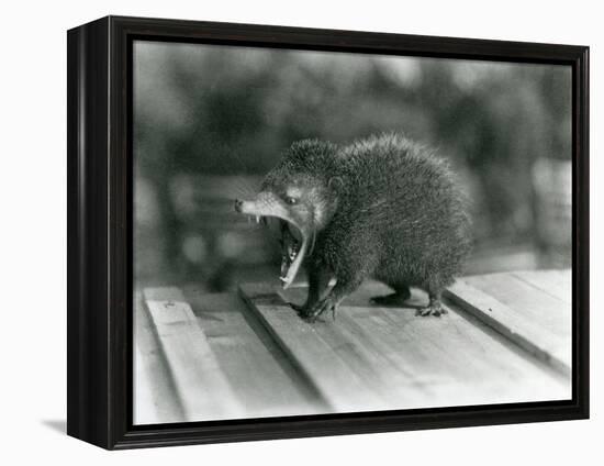 A Tenrec with its Mouth Open, Showing its Wide Gape and Sharp Teeth, London Zoo, 1930 (B/W Photo)-Frederick William Bond-Framed Premier Image Canvas