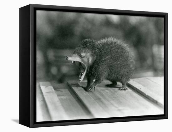 A Tenrec with its Mouth Open, Showing its Wide Gape and Sharp Teeth, London Zoo, 1930 (B/W Photo)-Frederick William Bond-Framed Premier Image Canvas