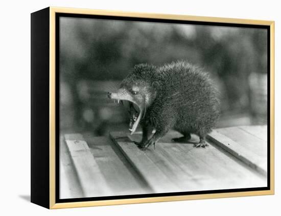 A Tenrec with its Mouth Open, Showing its Wide Gape and Sharp Teeth, London Zoo, 1930 (B/W Photo)-Frederick William Bond-Framed Premier Image Canvas