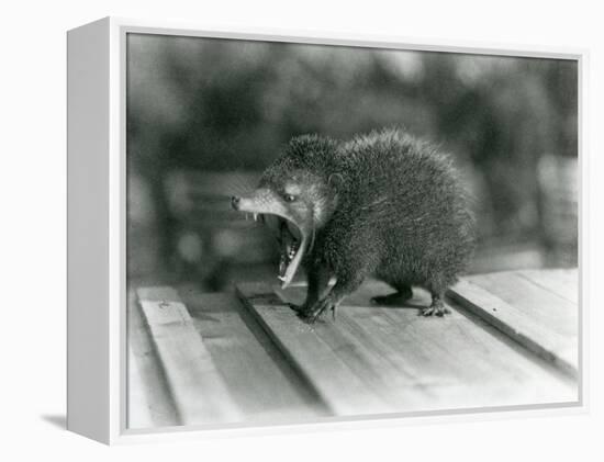 A Tenrec with its Mouth Open, Showing its Wide Gape and Sharp Teeth, London Zoo, 1930 (B/W Photo)-Frederick William Bond-Framed Premier Image Canvas