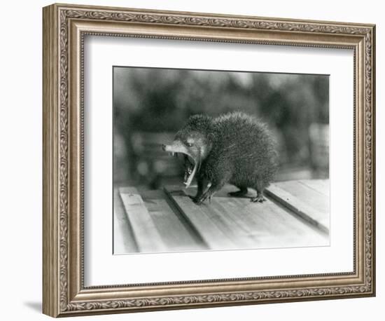 A Tenrec with its Mouth Open, Showing its Wide Gape and Sharp Teeth, London Zoo, 1930 (B/W Photo)-Frederick William Bond-Framed Giclee Print