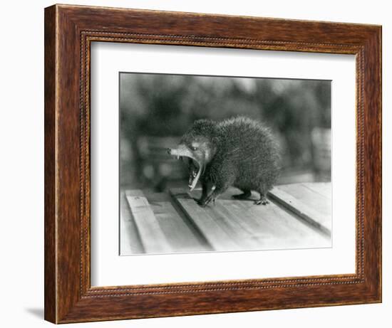 A Tenrec with its Mouth Open, Showing its Wide Gape and Sharp Teeth, London Zoo, 1930 (B/W Photo)-Frederick William Bond-Framed Giclee Print