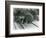 A Tenrec with its Mouth Open, Showing its Wide Gape and Sharp Teeth, London Zoo, 1930 (B/W Photo)-Frederick William Bond-Framed Giclee Print