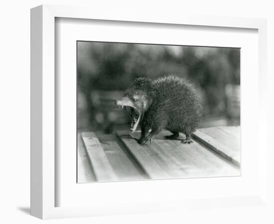 A Tenrec with its Mouth Open, Showing its Wide Gape and Sharp Teeth, London Zoo, 1930 (B/W Photo)-Frederick William Bond-Framed Giclee Print