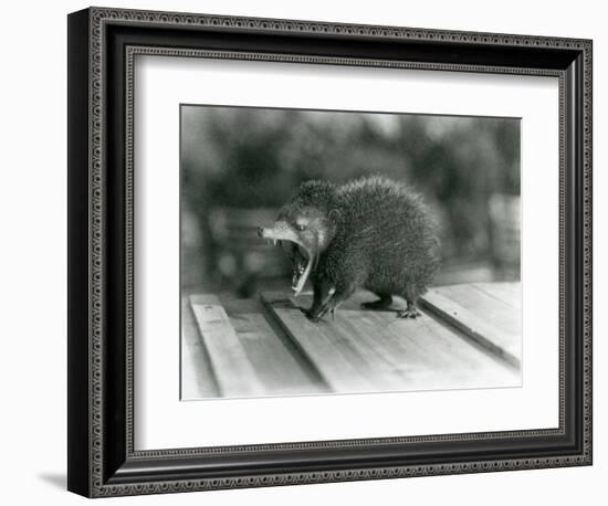 A Tenrec with its Mouth Open, Showing its Wide Gape and Sharp Teeth, London Zoo, 1930 (B/W Photo)-Frederick William Bond-Framed Giclee Print