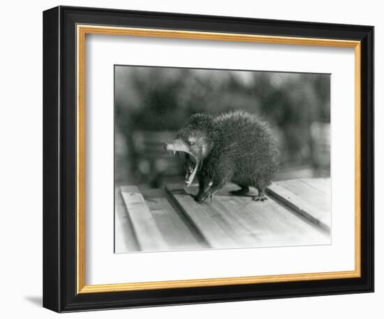 A Tenrec with its Mouth Open, Showing its Wide Gape and Sharp Teeth, London Zoo, 1930 (B/W Photo)-Frederick William Bond-Framed Giclee Print