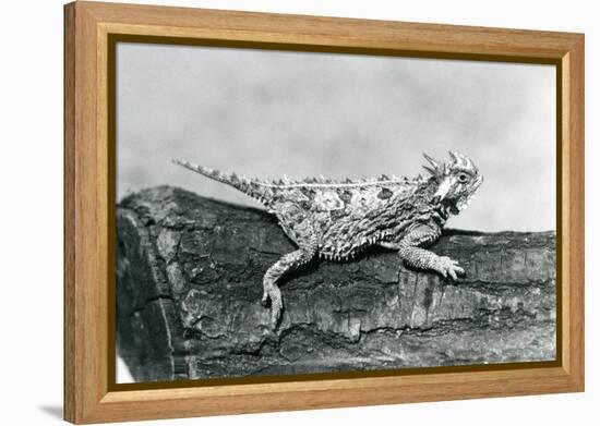 A Texas Horned Lizard/ Horntoad/Horned Toad/Horny Toad Resting on a Log at London Zoo in August 192-Frederick William Bond-Framed Premier Image Canvas