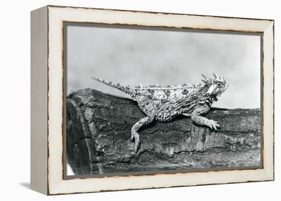 A Texas Horned Lizard/ Horntoad/Horned Toad/Horny Toad Resting on a Log at London Zoo in August 192-Frederick William Bond-Framed Premier Image Canvas