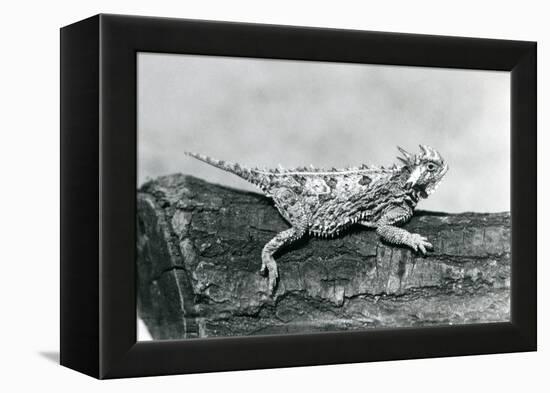 A Texas Horned Lizard/ Horntoad/Horned Toad/Horny Toad Resting on a Log at London Zoo in August 192-Frederick William Bond-Framed Premier Image Canvas