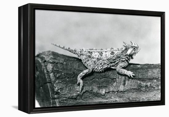 A Texas Horned Lizard/ Horntoad/Horned Toad/Horny Toad Resting on a Log at London Zoo in August 192-Frederick William Bond-Framed Premier Image Canvas