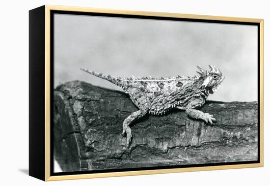 A Texas Horned Lizard/ Horntoad/Horned Toad/Horny Toad Resting on a Log at London Zoo in August 192-Frederick William Bond-Framed Premier Image Canvas