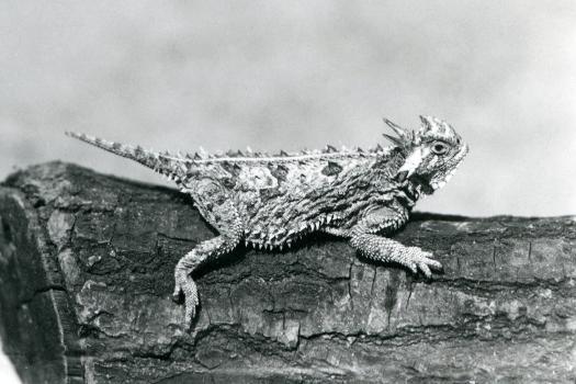 A Texas Horned Lizard/ Horntoad/Horned Toad/Horny Toad Resting on