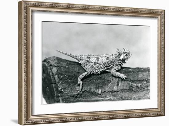 A Texas Horned Lizard/ Horntoad/Horned Toad/Horny Toad Resting on a Log at London Zoo in August 192-Frederick William Bond-Framed Giclee Print