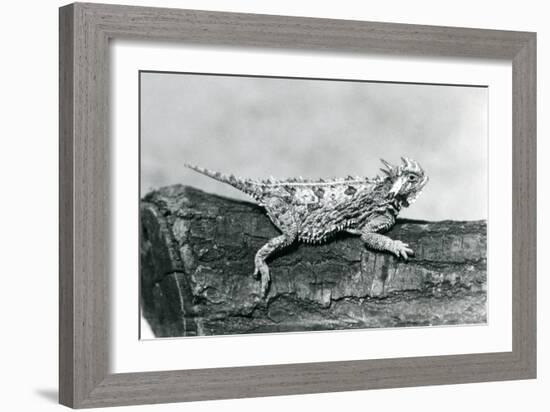 A Texas Horned Lizard/ Horntoad/Horned Toad/Horny Toad Resting on a Log at London Zoo in August 192-Frederick William Bond-Framed Giclee Print