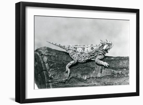 A Texas Horned Lizard/ Horntoad/Horned Toad/Horny Toad Resting on a Log at London Zoo in August 192-Frederick William Bond-Framed Giclee Print