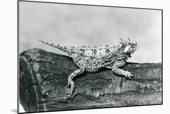 A Texas Horned Lizard/ Horntoad/Horned Toad/Horny Toad Resting on a Log at London Zoo in August 192-Frederick William Bond-Mounted Giclee Print