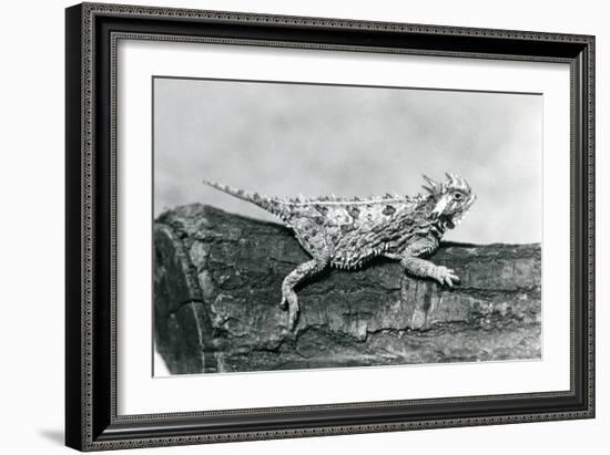 A Texas Horned Lizard/ Horntoad/Horned Toad/Horny Toad Resting on a Log at London Zoo in August 192-Frederick William Bond-Framed Giclee Print