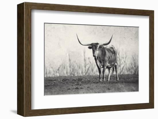 A Texas Longhorn-Debra Van Swearingen-Framed Photographic Print