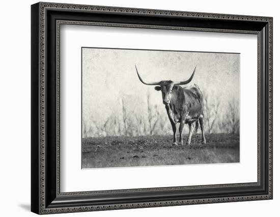 A Texas Longhorn-Debra Van Swearingen-Framed Photographic Print
