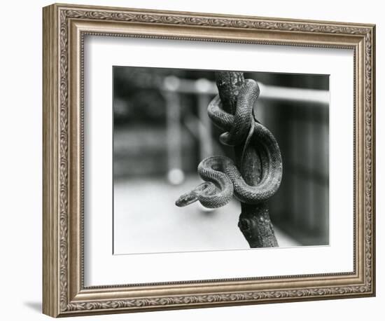 A Texas Rat Snake Coiled around an Almost Vertical Branch at London Zoo in August 1928 (B/W Photo)-Frederick William Bond-Framed Giclee Print