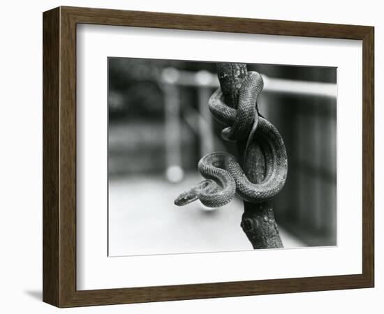 A Texas Rat Snake Coiled around an Almost Vertical Branch at London Zoo in August 1928 (B/W Photo)-Frederick William Bond-Framed Giclee Print