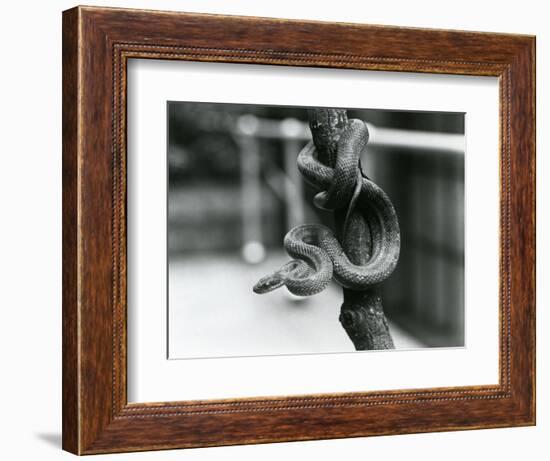 A Texas Rat Snake Coiled around an Almost Vertical Branch at London Zoo in August 1928 (B/W Photo)-Frederick William Bond-Framed Giclee Print