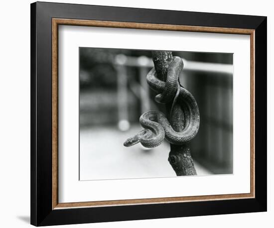 A Texas Rat Snake Coiled around an Almost Vertical Branch at London Zoo in August 1928 (B/W Photo)-Frederick William Bond-Framed Giclee Print