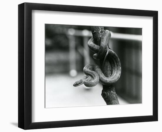 A Texas Rat Snake Coiled around an Almost Vertical Branch at London Zoo in August 1928 (B/W Photo)-Frederick William Bond-Framed Giclee Print