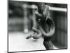 A Texas Rat Snake Coiled around an Almost Vertical Branch at London Zoo in August 1928 (B/W Photo)-Frederick William Bond-Mounted Giclee Print