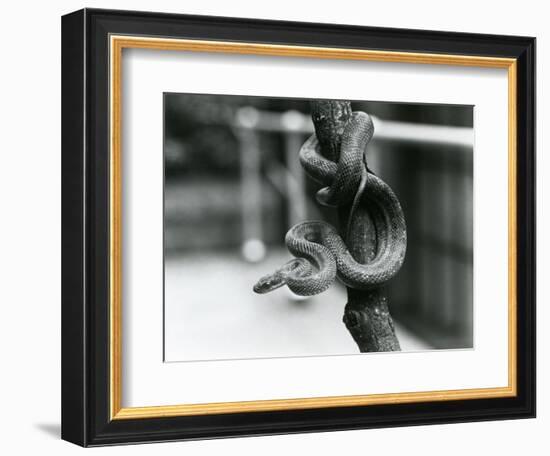 A Texas Rat Snake Coiled around an Almost Vertical Branch at London Zoo in August 1928 (B/W Photo)-Frederick William Bond-Framed Giclee Print