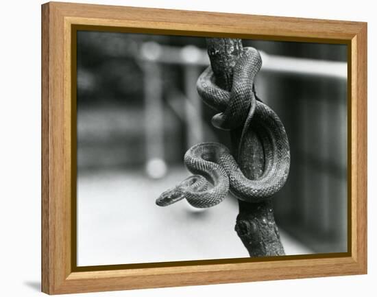 A Texas Rat Snake Coiled around an Almost Vertical Branch at London Zoo in August 1928 (B/W Photo)-Frederick William Bond-Framed Premier Image Canvas
