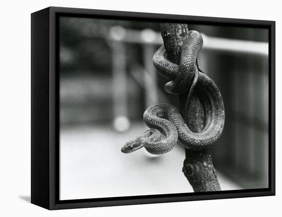 A Texas Rat Snake Coiled around an Almost Vertical Branch at London Zoo in August 1928 (B/W Photo)-Frederick William Bond-Framed Premier Image Canvas