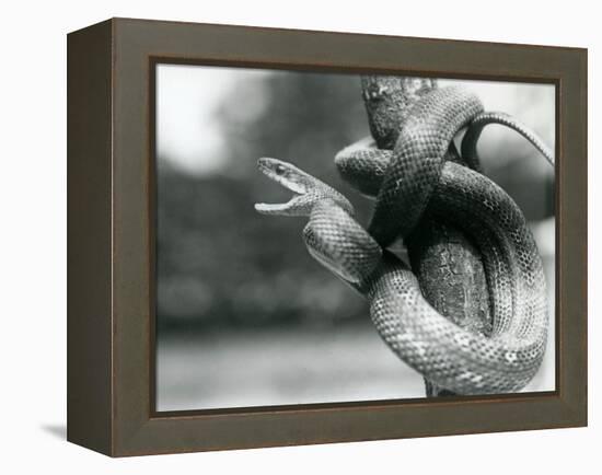 A Texas Rat Snake Gaping, While Coiled Aroung a near Vertical Branch, London Zoo, August 1928 (B/W-Frederick William Bond-Framed Premier Image Canvas