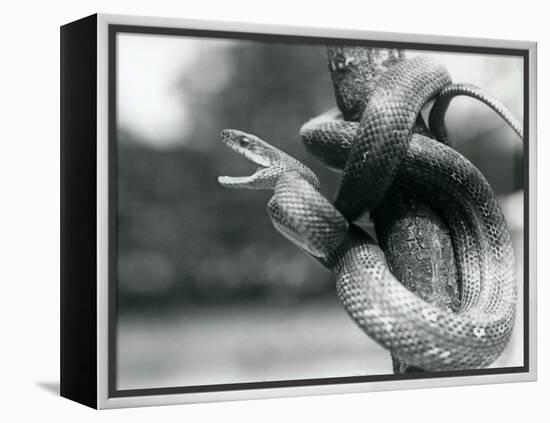 A Texas Rat Snake Gaping, While Coiled Aroung a near Vertical Branch, London Zoo, August 1928 (B/W-Frederick William Bond-Framed Premier Image Canvas