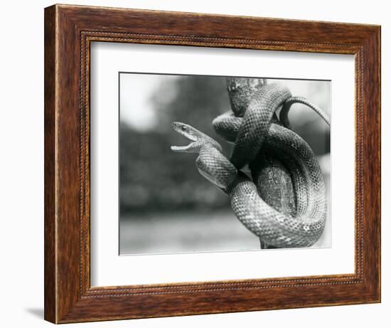 A Texas Rat Snake Gaping, While Coiled Aroung a near Vertical Branch, London Zoo, August 1928 (B/W-Frederick William Bond-Framed Giclee Print