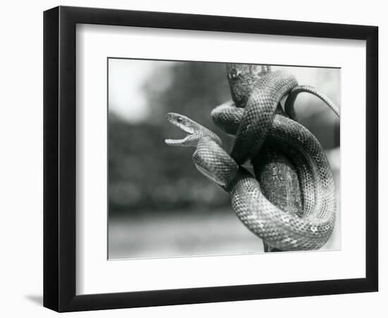 A Texas Rat Snake Gaping, While Coiled Aroung a near Vertical Branch, London Zoo, August 1928 (B/W-Frederick William Bond-Framed Giclee Print