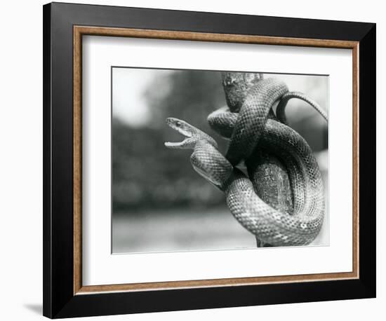 A Texas Rat Snake Gaping, While Coiled Aroung a near Vertical Branch, London Zoo, August 1928 (B/W-Frederick William Bond-Framed Giclee Print