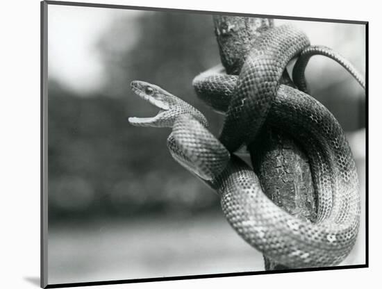 A Texas Rat Snake Gaping, While Coiled Aroung a near Vertical Branch, London Zoo, August 1928 (B/W-Frederick William Bond-Mounted Giclee Print